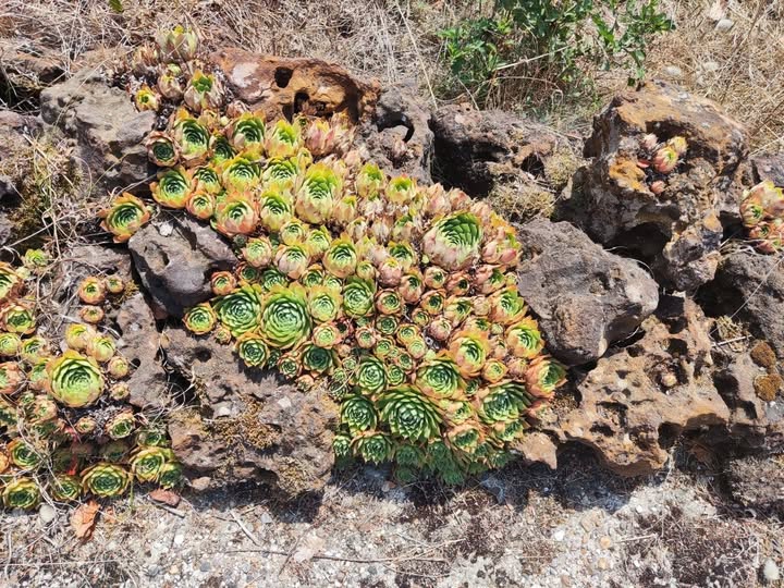 Photo d'alios, un grès typique des Landes